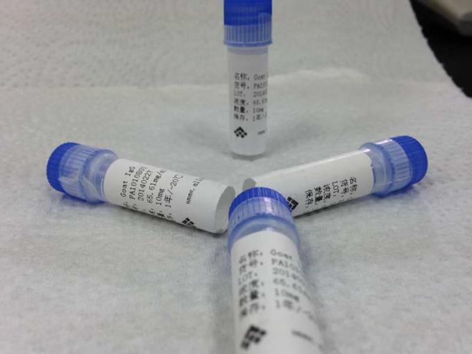 Geit Polyclonal Antilichaam