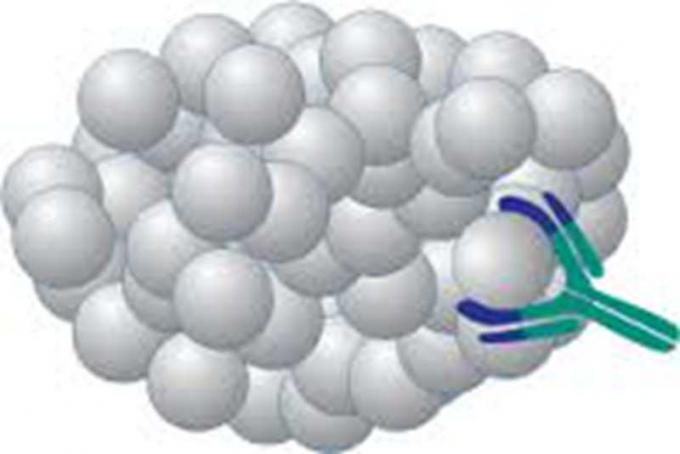 Muis anti - Methaqualonum-Antigeenhybridoma Monoclonal Antilichaam voor IVD Onderzoek