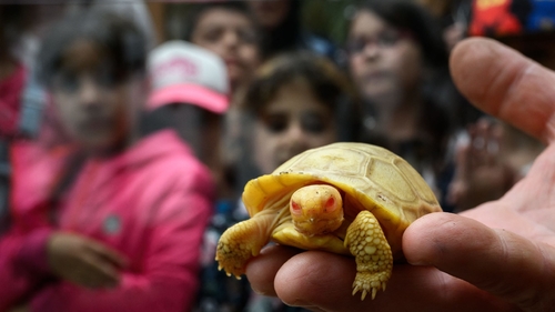Latest company news about De zeldzame, nooit-vóór-gezien reuzeschildpad van de Galapagos van de babyalbino debuteert bij de dierentuin van Zwitserland