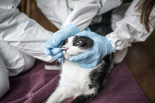 Latest company news about Kat-aan-menselijke die Covid-verbinding in Thailand wordt gevonden