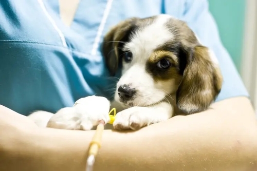 Latest company news about Geheimzinnigheid het virus doodt dozens honden — meestal puppy in Michigan