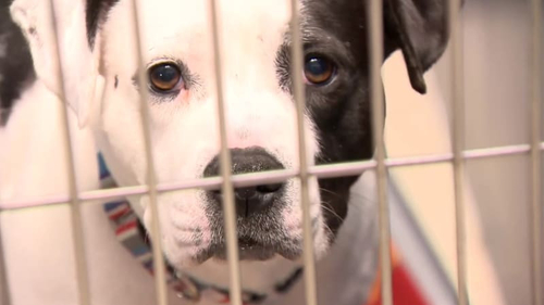Latest company news about Parvo die van dozens hondsterfgevallen wordt beschuldigd in Michigan: Welke huisdiereneigenaars zouden moeten het weten