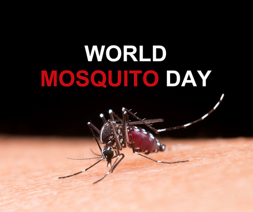 Latest company news about De Dag van de wereldmug: Het bestrijden van Mosquito-Borne Ziekten voor een Gezondere Toekomst!