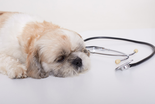 Het laatste nieuws van het bedrijf over Onbekende ademhalingsziekte bij honden: wat u moet weten