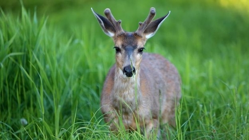 Het laatste nieuws van het bedrijf over Zombiehertenziekte: de stille bedreiging voor wild en gezondheid