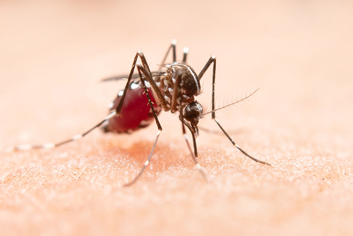 Het laatste nieuws van het bedrijf over West-Nilevirus: een wereldwijde gezondheidsprobleem