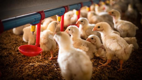 Het laatste nieuws van het bedrijf over De opkomst van vogelgriep H5N1: een groeiende zorg voor de volksgezondheid