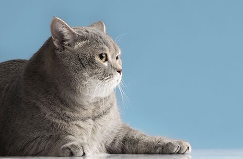 Laatste bedrijfsblogs Internationale kattendag: Bescherming van de gezondheid van katten door middel van bewustwording en snelle testen