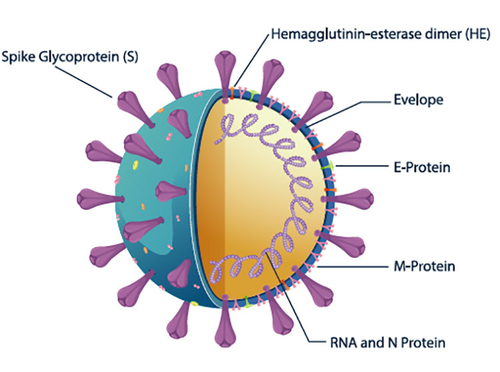 Latest company news about De Eigenschap van SARS-CoV-2 s-RBD Antilichamen Snelle Test