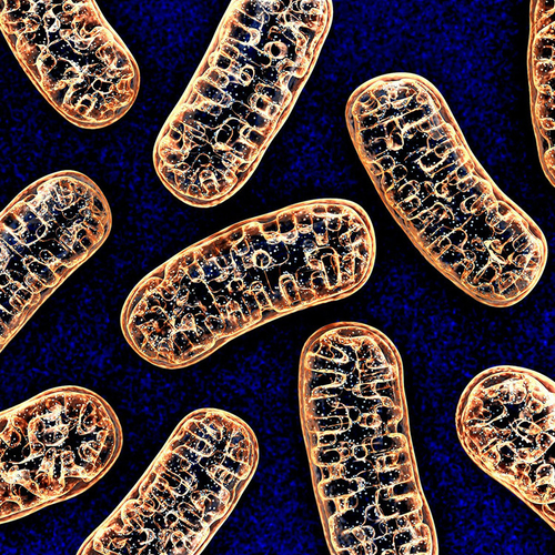 Latest company news about Mitochondrial DNA is Vroege Teller van Strenge Ziekte covid-19